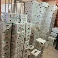 نیرو بازاریابی و پخش