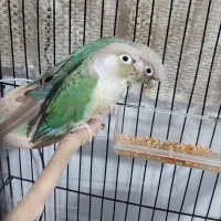 گرینچیک جفت  صد در صدمولد تراکوییس پاین اپل|پرنده|شاهرود, |دیوار