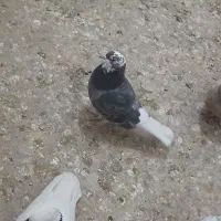 کبوتر ماده|پرنده|سبزوار, فرهنگیان|دیوار