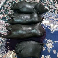 روغن حیوانی گاو و گوسفند قاطی با عطر و طعم بینظیر