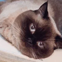 واگذاری گربه سیامی