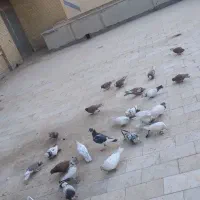 ۱۸تا کبوتر دونه‌ای ۲۰۰