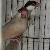 ۱۰ جفت فنچ نرگسی شکلاتی|پرنده|اهواز, معین زاده|دیوار