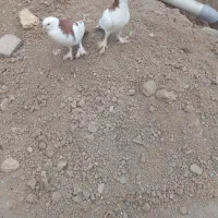 کبوتربادکنکی|پرنده|سامان, |دیوار