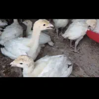 بوقمون ریز درشت