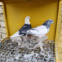 کبوترزرد.سفید. کله دم سبز..خوروس ومرغ جوان|پرنده|اصفهان, بوستان ناژوان|دیوار