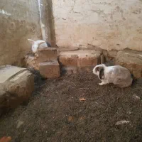 خرگوش‌جوجه‌وبزرگ‌لوپ|موش و خرگوش|زاهدان, |دیوار