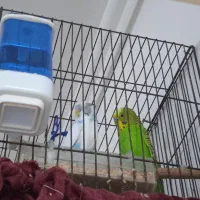 دوعدد مرغ عشق سالم با قفس همه چیزش