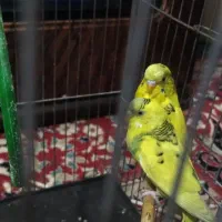 عروس هلندی و مرغ عشق|پرنده|بیرجند, |دیوار