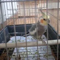 فندق ))عروس هلندی((