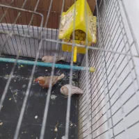 جفت فنچ اورنج با ستا جوجه|پرنده|اندیمشک, |دیوار