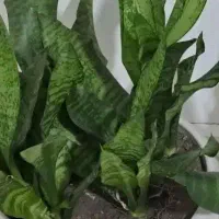 گلسرای پارین