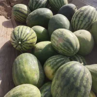 هندوانه درجه ی یک