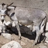 خر  ماده   گله ای  بسیار آرام