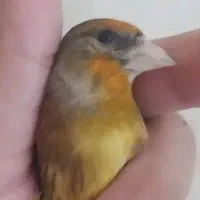 سهره قناری