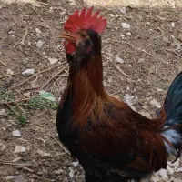 خروس