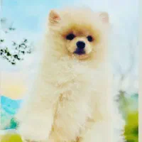 پامر دوسر خرسی