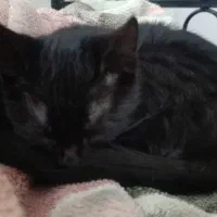 گربه