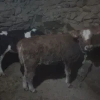 گوساله بلژیکی