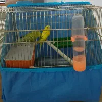 مرغ عشق|پرنده|گرمسار, |دیوار