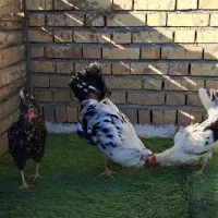 خروس و مرغ گلین یکجا