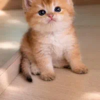 بچه گربه بریتیش گلد دو سر شجره