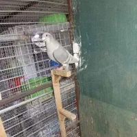 کبوتر|پرنده|برازجان, |دیوار