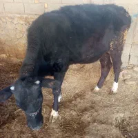 دو عدد گاو|حیوانات مزرعه|دهدشت, |دیوار