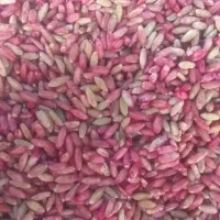بذرگندم‌ دیم‌ وابی|عمده‌فروشی|بوئین و میاندشت, |دیوار