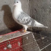 کفتر ساده مگسی نر|پرنده|مشهد, کوی دروی|دیوار