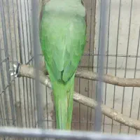 طوطی نر فول دستی