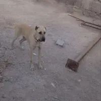 سگ نر ۱۰ ماهه