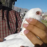 کبوتر|پرنده|جوانرود, |دیوار