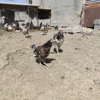 مرغ ویادنت|حیوانات مزرعه|رودشت (اصفهان), |دیوار