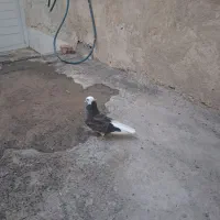 جوجه کفتر