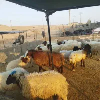 گوسفند و بز|حیوانات مزرعه|آبدانان, |دیوار