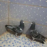 انواع کبوتر|پرنده|دهدشت, |دیوار