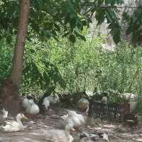 فروش غاز و اردک