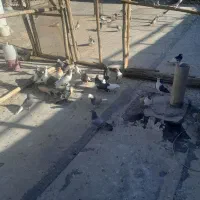 پرنده رنگی|پرنده|مبارکه, |دیوار