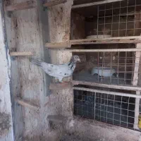 یک عدد هفرنگ ماده|پرنده|سبزوار, جهاد کشاورزی|دیوار