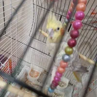 عروس هلندی جفت