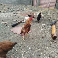 فروش خروس لاری اصل