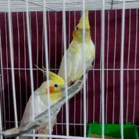 عروس هلندی لوتینو