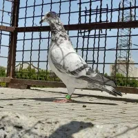 ماده گوره شرط  زات