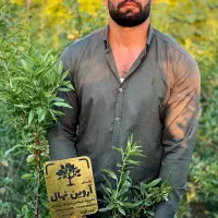 عرضه کلی نهال در نهالستان