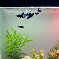 ماهی آکواریومی،مولی،گورامی،گوپی