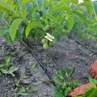 تولید نهال گردو ژنوتیپ پیوندی|خدمات باغبانی و درختکاری|دهگلان, |دیوار