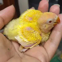 طوطی برزیلی نر و ماده شرطی شرطی شرطی|پرنده|اهواز, کمپلو جنوبی|دیوار