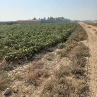 فروش ۴۲۷۰متری زمین کشاورزی روستای تجره|فروش زمین و ملک کلنگی|جوادآباد, |دیوار