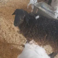 بره نر شیشک گوسفند سرک دار دشت لار